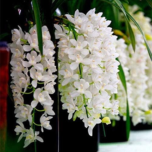 Cymbidium Maxillaria Goeringii Seeds – Elegant White Blooms for Garden Planting - Image 5