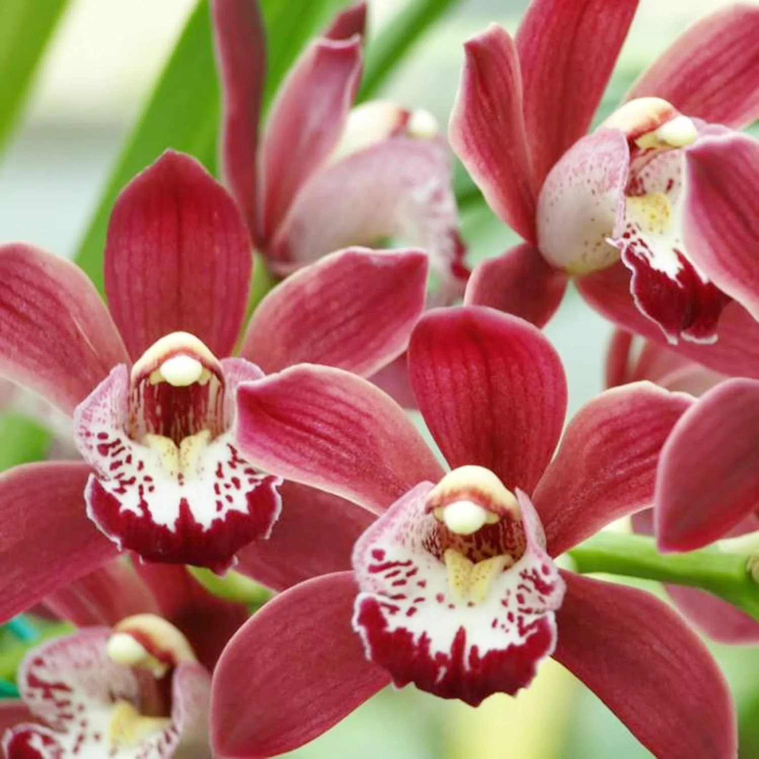 Cymbidium Orchid Seeds – Boat Orchid Evergreen Perennial for Beginners - Image 4