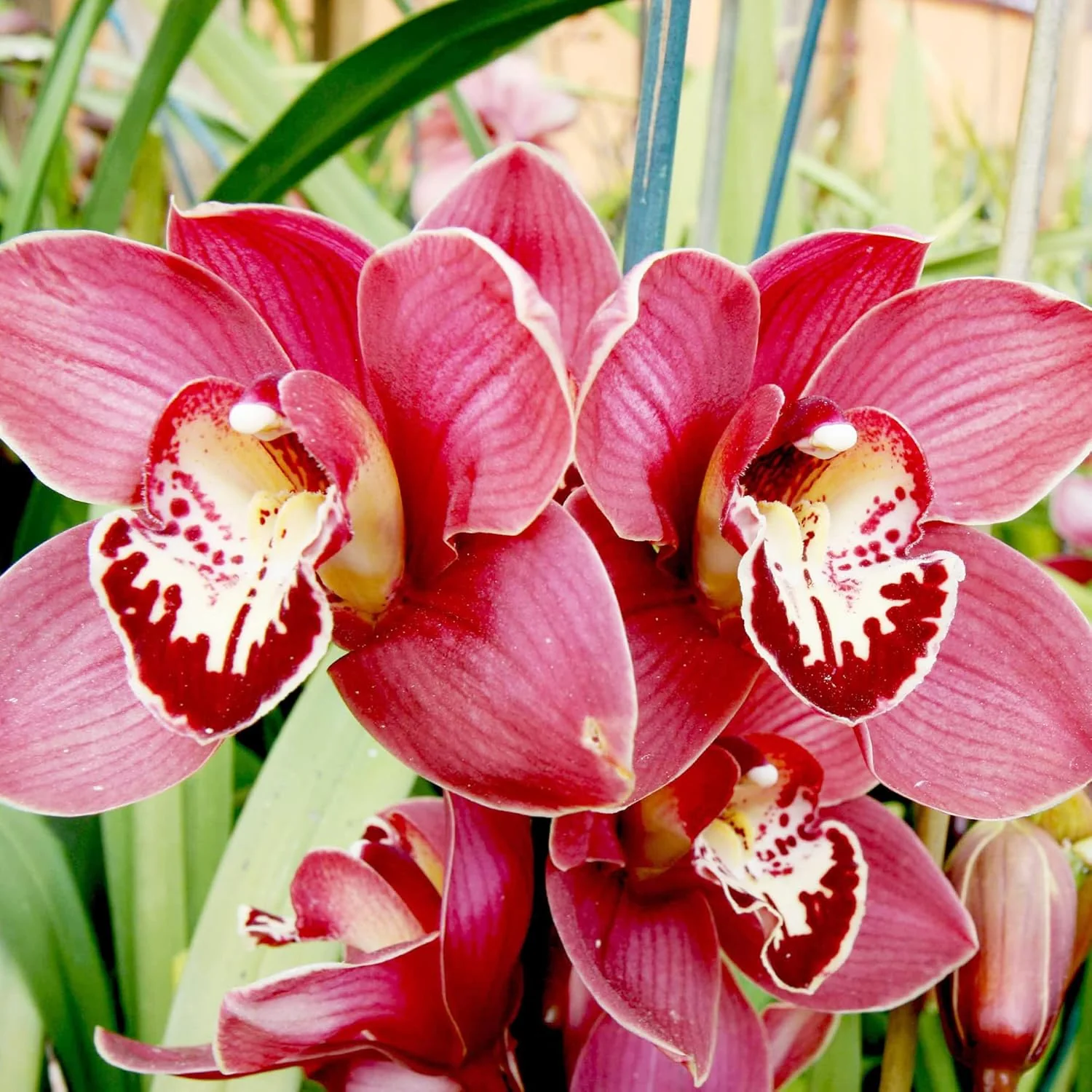Cymbidium Orchid Seeds – Boat Orchid Evergreen Perennial for Beginners - Image 6