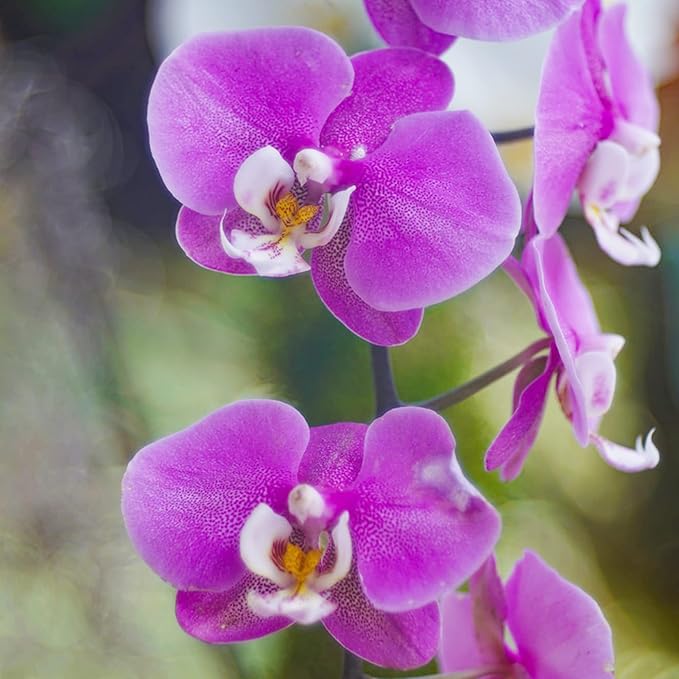 Cymbidium Orchid Purple Seeds – Fragrant, Hardy, Easy-Care Orchid for Indoor & Outdoor Growing