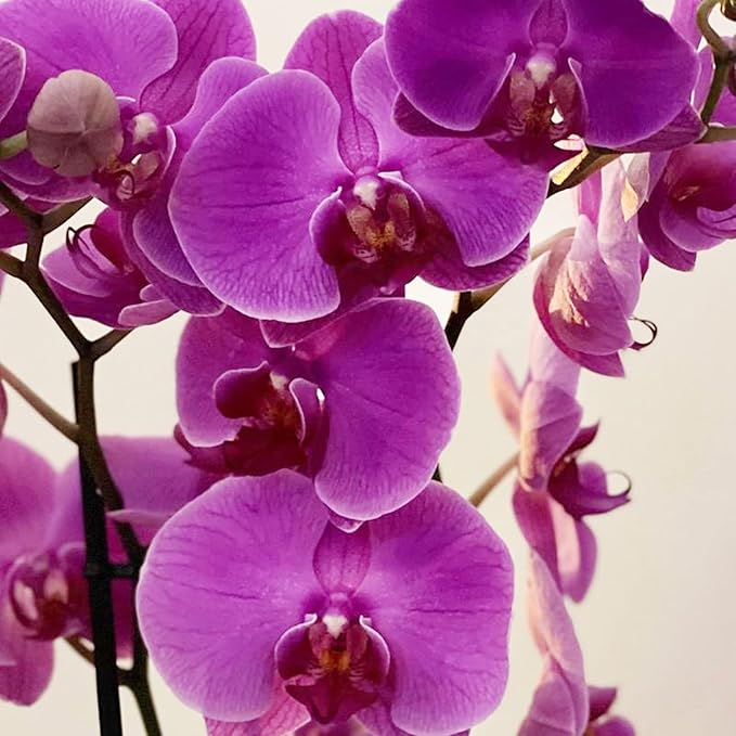 Cymbidium Orchid Purple Seeds – Fragrant, Hardy, Easy-Care Orchid for Indoor & Outdoor Growing - Image 3