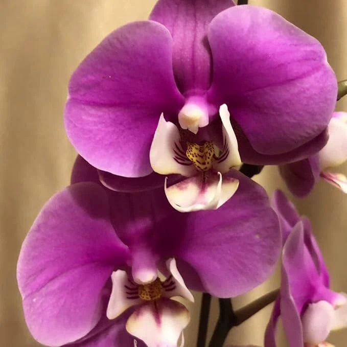 Cymbidium Orchid Purple Seeds – Fragrant, Hardy, Easy-Care Orchid for Indoor & Outdoor Growing - Image 4