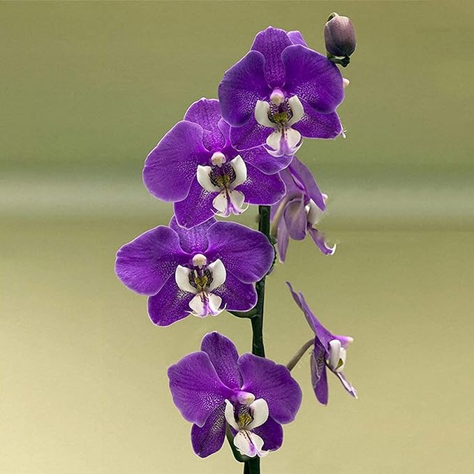 Cymbidium Orchid Purple Seeds – Fragrant, Hardy, Easy-Care Orchid for Indoor & Outdoor Growing - Image 5