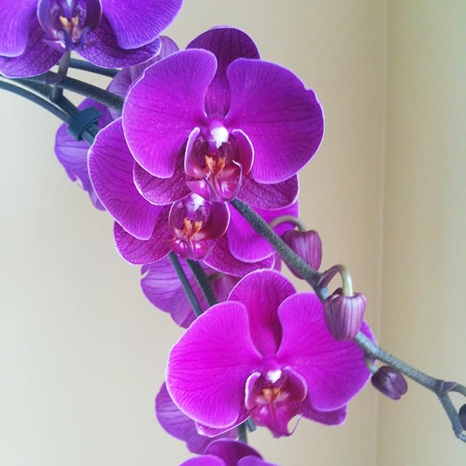 Cymbidium Orchid Purple Seeds – Fragrant, Hardy, Easy-Care Orchid for Indoor & Outdoor Growing - Image 6