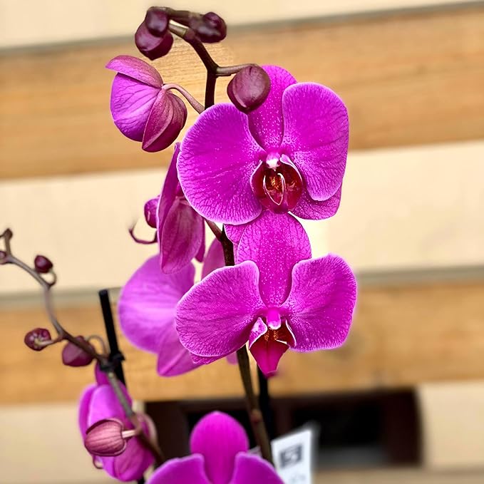 Cymbidium Orchid Purple Seeds – Fragrant, Hardy, Easy-Care Orchid for Indoor & Outdoor Growing - Image 7