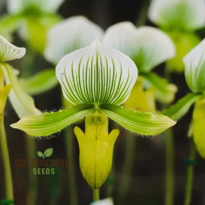 Cypripedium Flower Seeds for Unique Planting