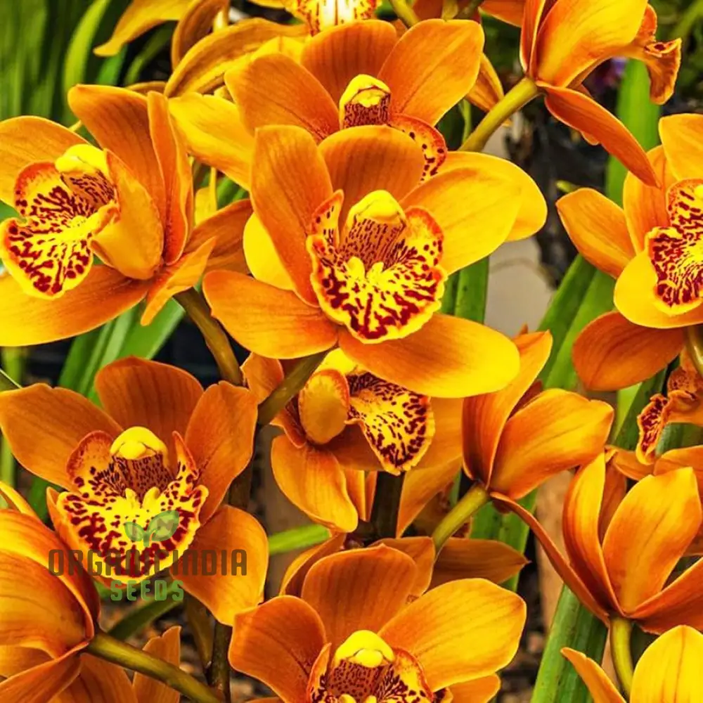 Cypripedium Bonsai & Garden Seeds (100 pcs)