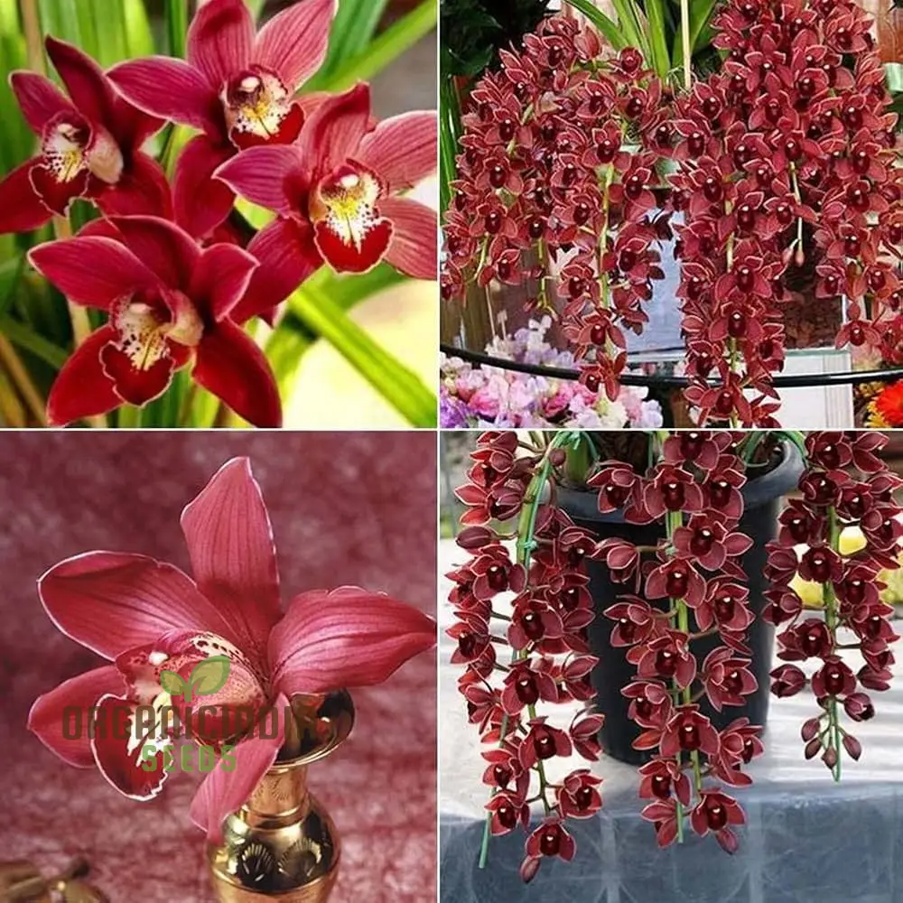 Cypripedium Bonsai & Garden Seeds (100 pcs) - Image 3