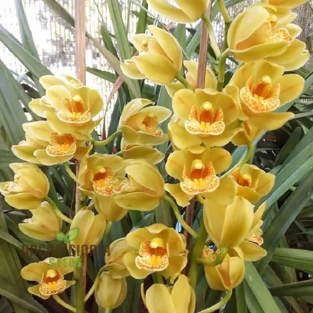 Cypripedium Bonsai & Garden Seeds (100 pcs) - Image 4