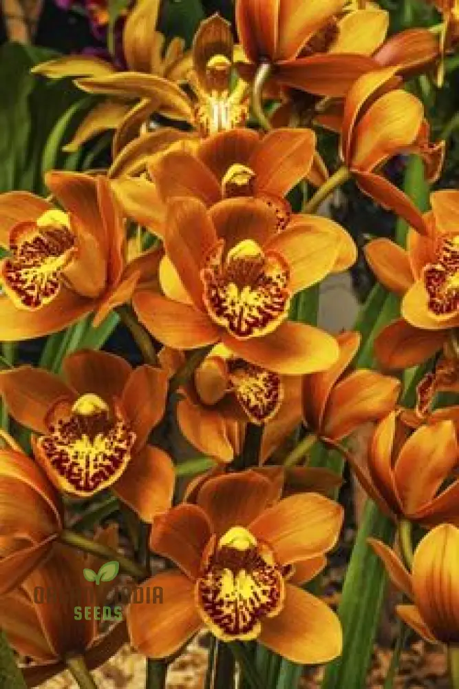 Cypripedium Bonsai & Garden Seeds (100 pcs) - Image 5