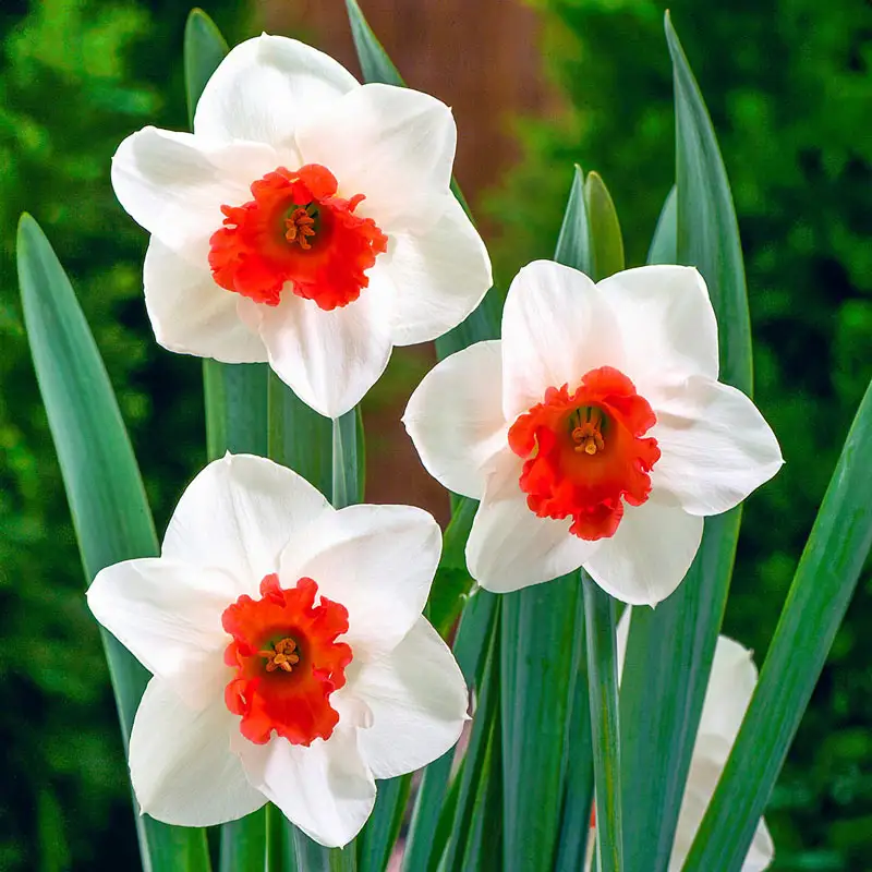 Daffodil Seeds for Planting - White and Red Blooms for a Vibrant Garden