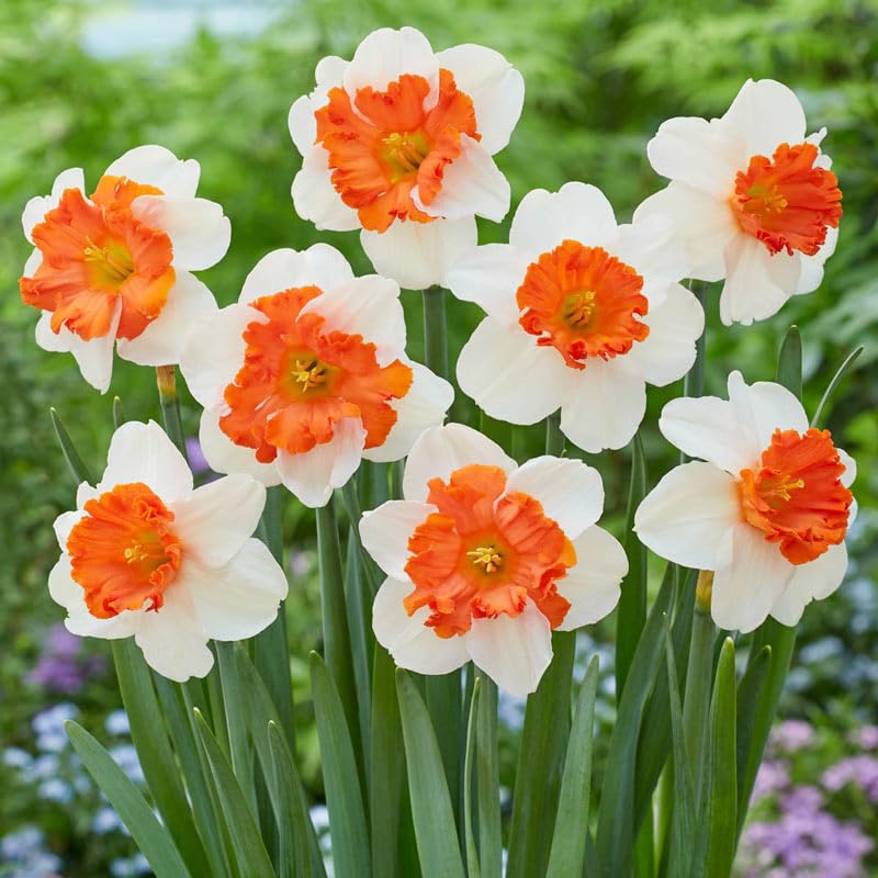 Daffodil Seeds for Planting - White and Red Blooms for a Vibrant Garden - Image 3