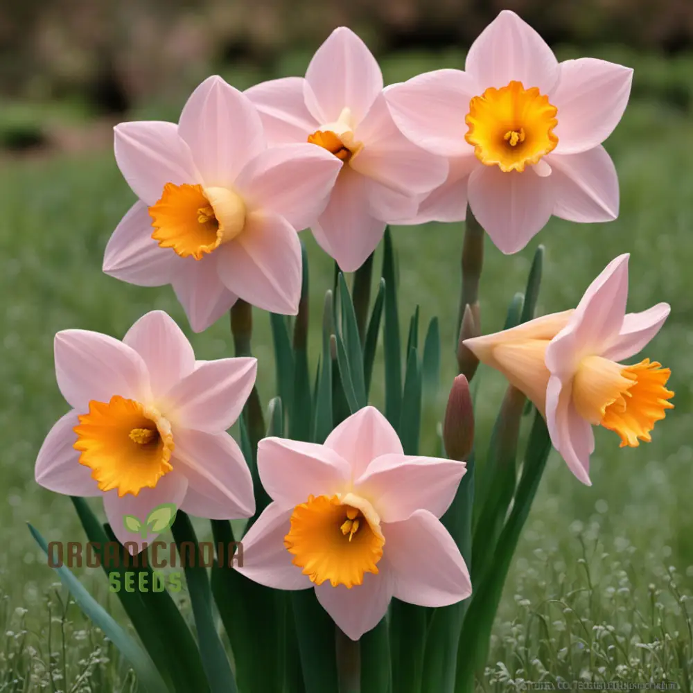 Daffodils Flower Seeds for Planting Pink White - Image 3