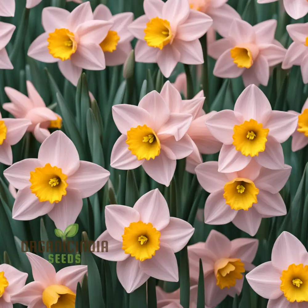 Daffodils Flower Seeds for Planting Pink White - Image 4
