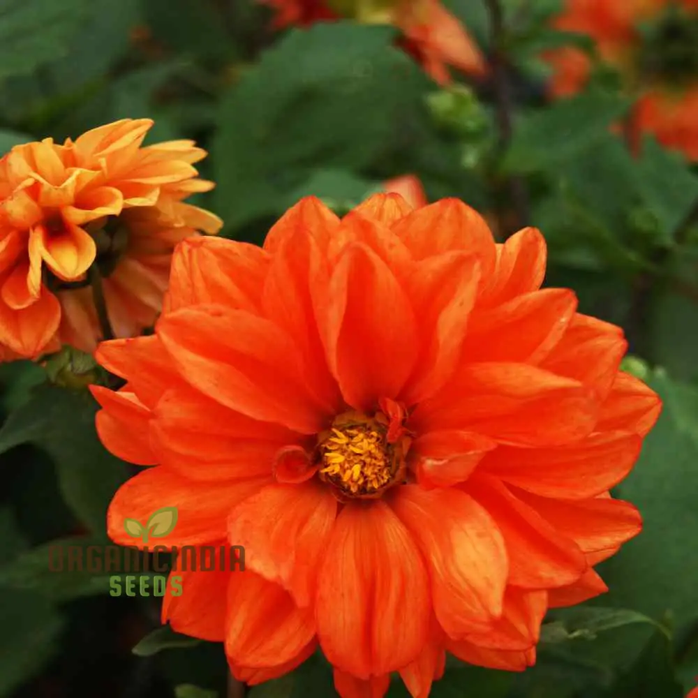 Dahlia - Delight in Orange Shades Seeds for Vibrant Blooms and Beautiful Garden Landscaping!