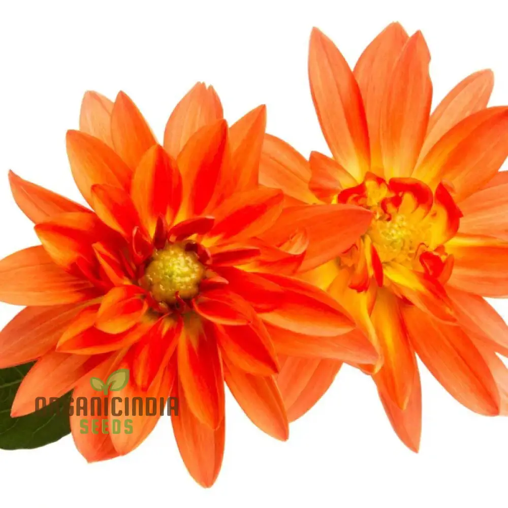 Dahlia - Delight in Orange Shades Seeds for Vibrant Blooms and Beautiful Garden Landscaping! - Image 3