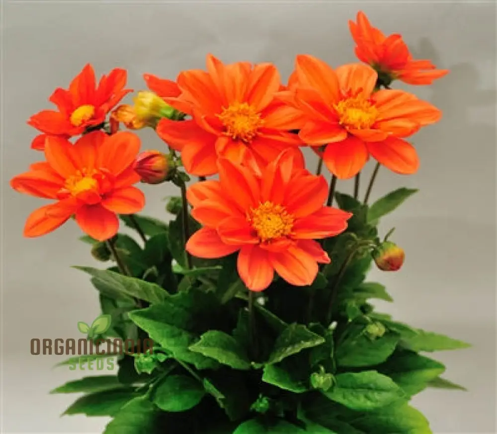 Dahlia - Delight in Orange Shades Seeds for Vibrant Blooms and Beautiful Garden Landscaping! - Image 4