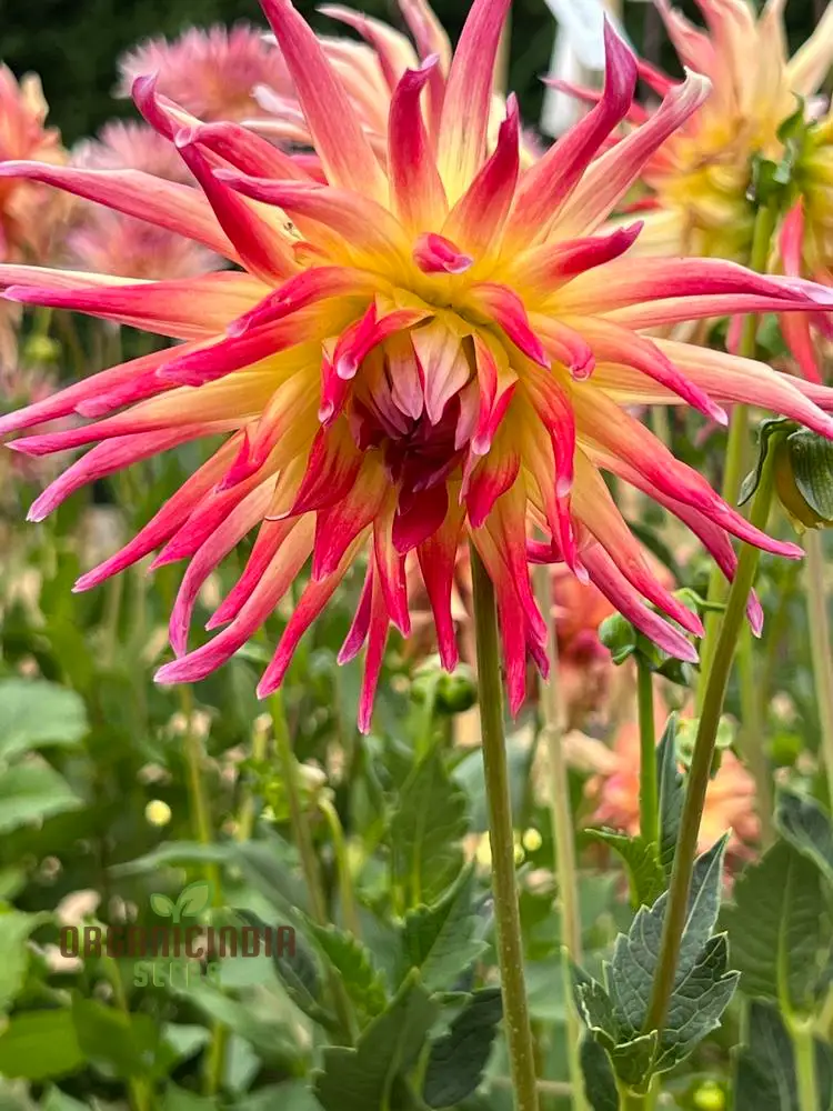 Dahlia Seeds (Electric Flash Dahlia Flower Seeds) - Vibrant Colorful Blooms for Summer Gardens