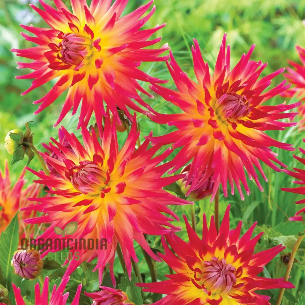 Dahlia Seeds (Electric Flash Dahlia Flower Seeds) - Vibrant Colorful Blooms for Summer Gardens - Image 3