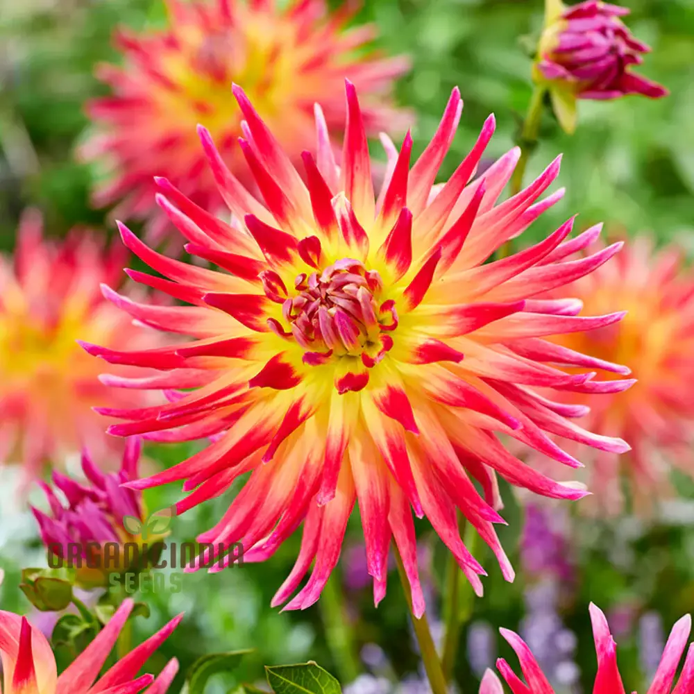 Dahlia Seeds (Electric Flash Dahlia Flower Seeds) - Vibrant Colorful Blooms for Summer Gardens - Image 4