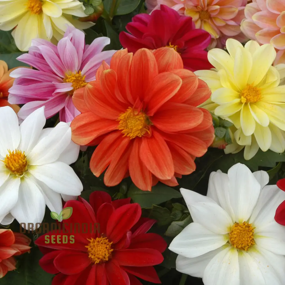 Dahlia Seeds (Dahlia Figaro Mixed Seeds) - Vibrant Blooms for Colorful Gardens