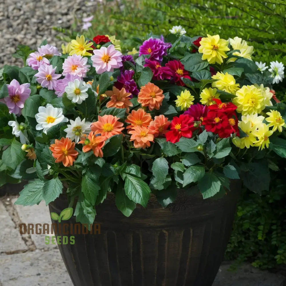 Dahlia Seeds (Dahlia Figaro Mixed Seeds) - Vibrant Blooms for Colorful Gardens - Image 3