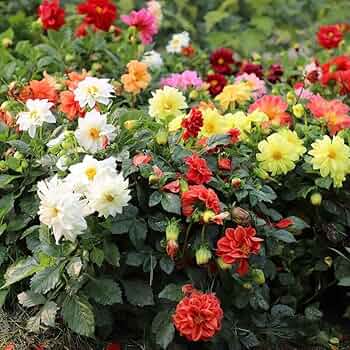 Dahlia Seeds (Dahlia Figaro Mixed Seeds) - Vibrant Blooms for Colorful Gardens - Image 5