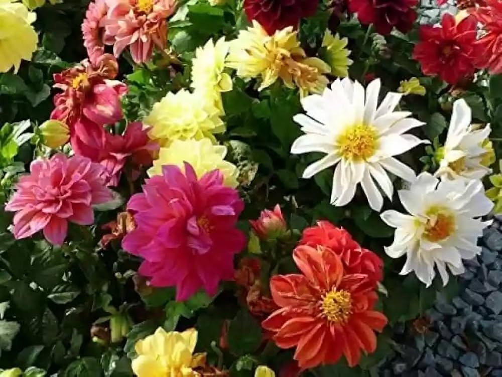 Dahlia Seeds (Dahlia Figaro Mixed Seeds) - Vibrant Blooms for Colorful Gardens - Image 6