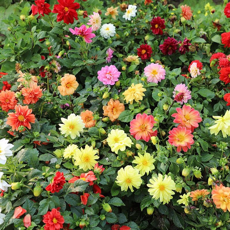 Dahlia Seeds (Dahlia Figaro Mixed Seeds) - Vibrant Blooms for Colorful Gardens - Image 7