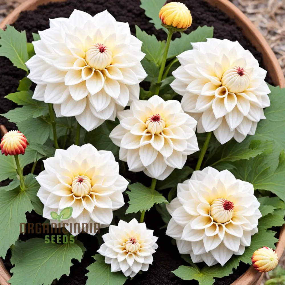 White Dahlia Seeds – Premium Garden Bloom Variety for Elegant Planting