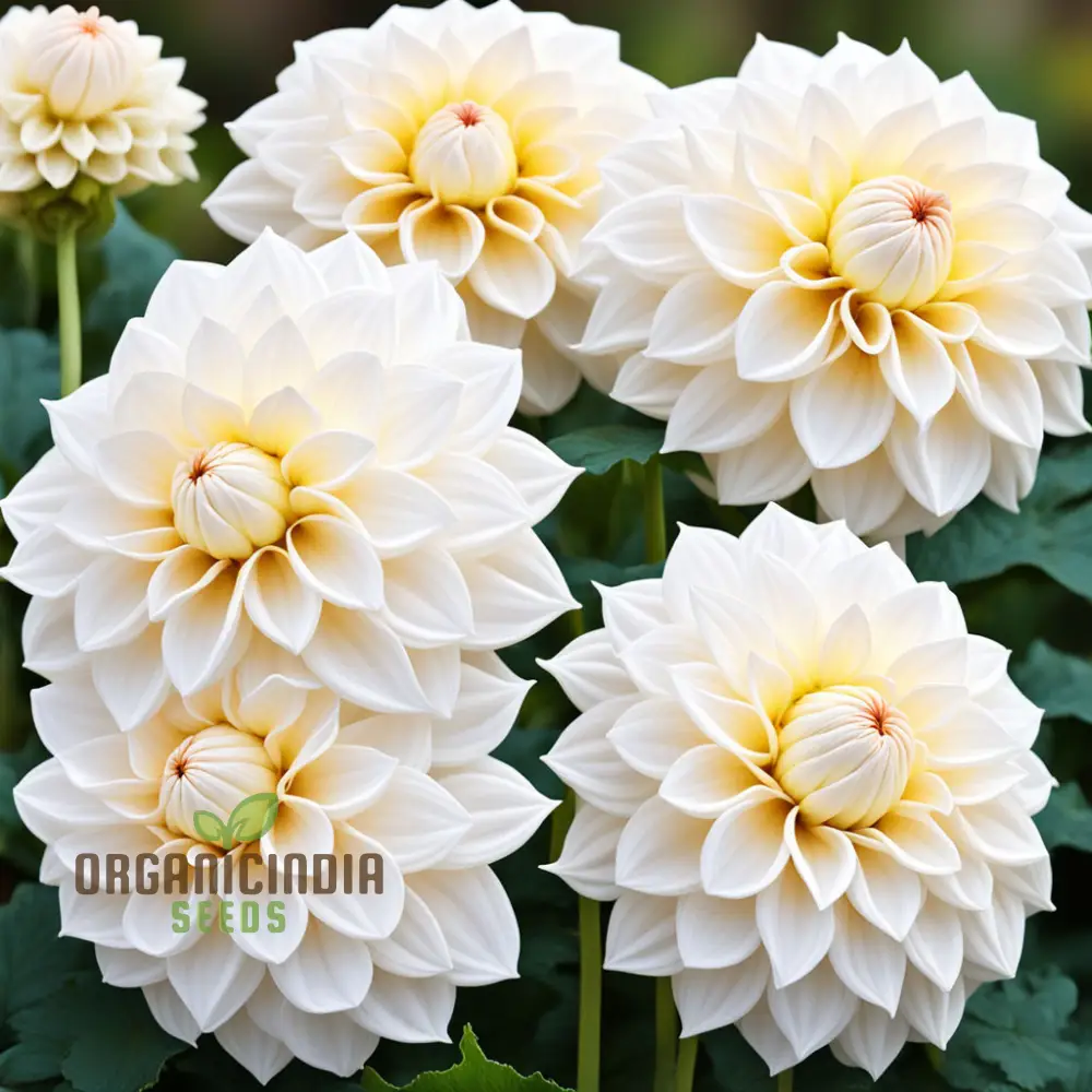 White Dahlia Seeds – Premium Garden Bloom Variety for Elegant Planting - Image 3