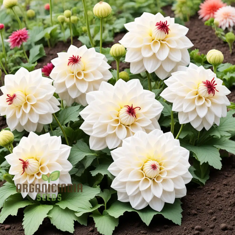 White Dahlia Seeds – Premium Garden Bloom Variety for Elegant Planting - Image 4