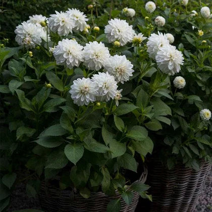 White Dahlia Seeds – Premium Garden Bloom Variety for Elegant Planting - Image 6