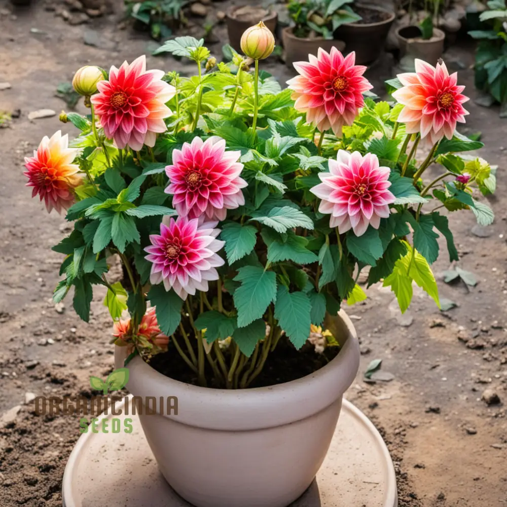 Dahlia Flower Seeds, Vibrant Garden Blooms, Easy-to-Growing Dahlias from Seeds