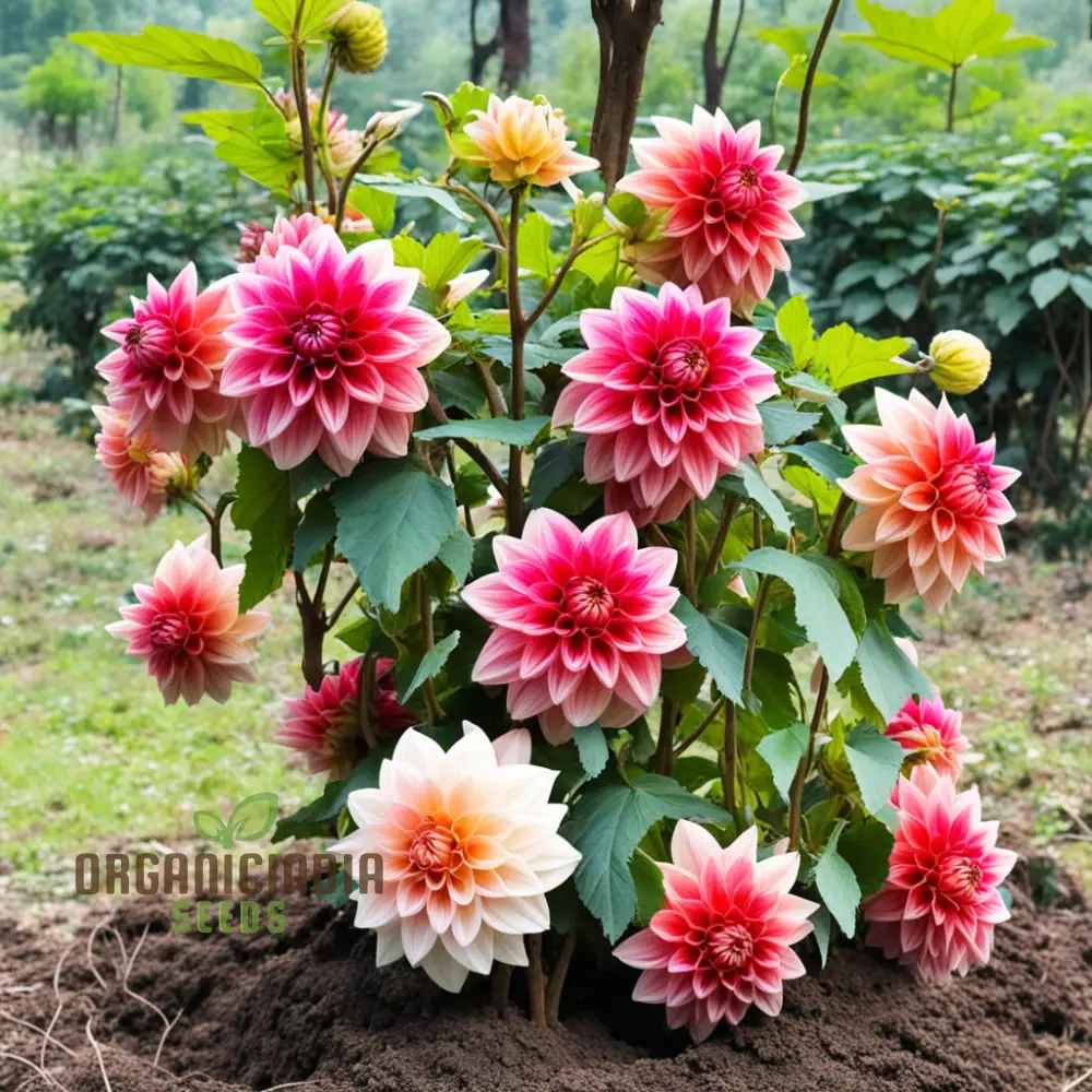 Dahlia Flower Seeds, Vibrant Garden Blooms, Easy-to-Growing Dahlias from Seeds - Image 3