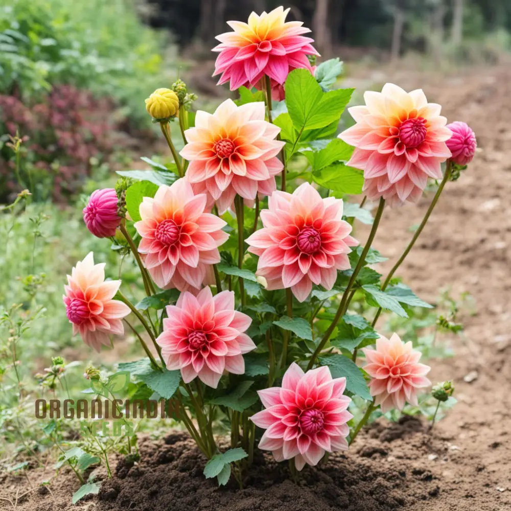 Dahlia Flower Seeds, Vibrant Garden Blooms, Easy-to-Growing Dahlias from Seeds - Image 4
