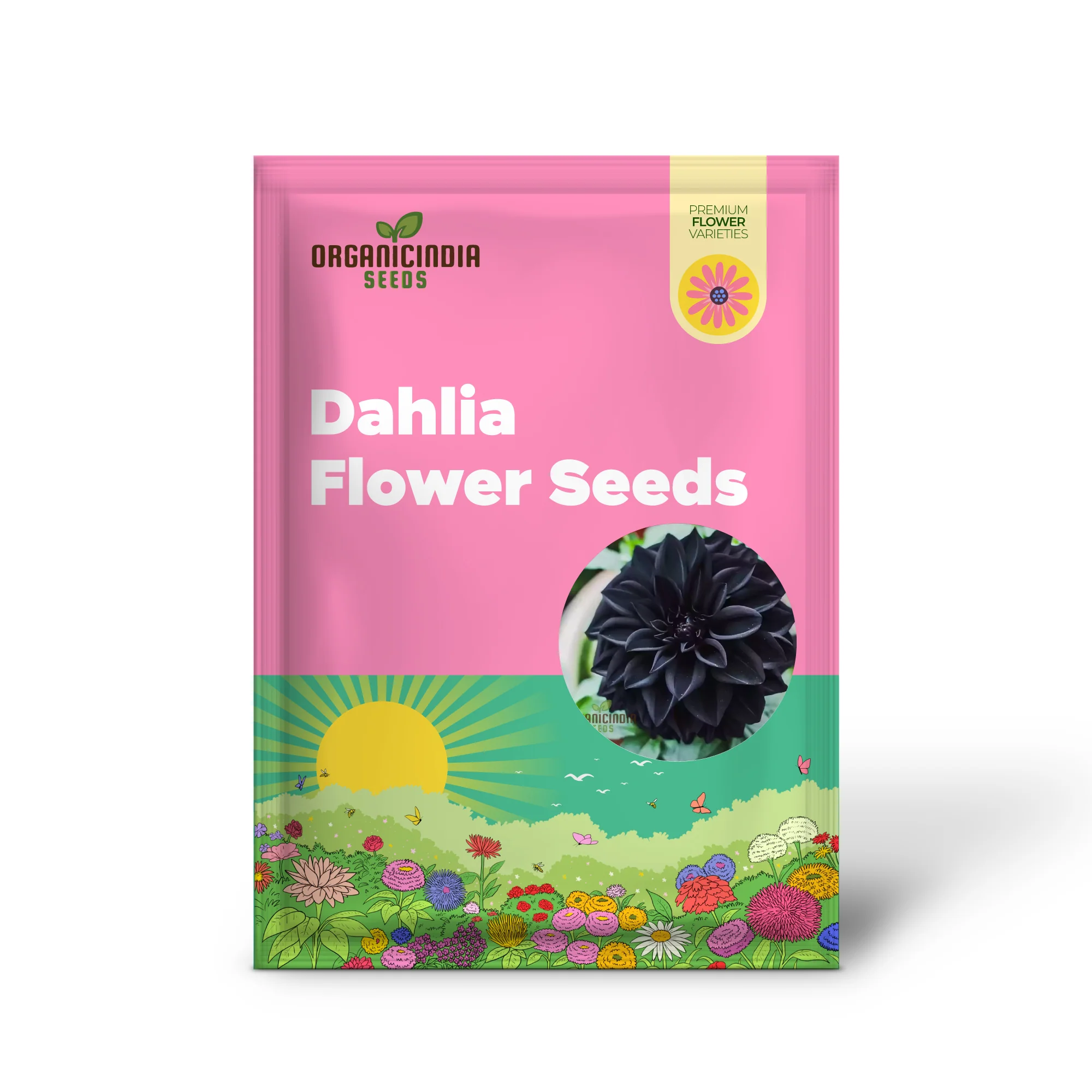 Dahlia Flower Seeds to Plant Outside - Image 3