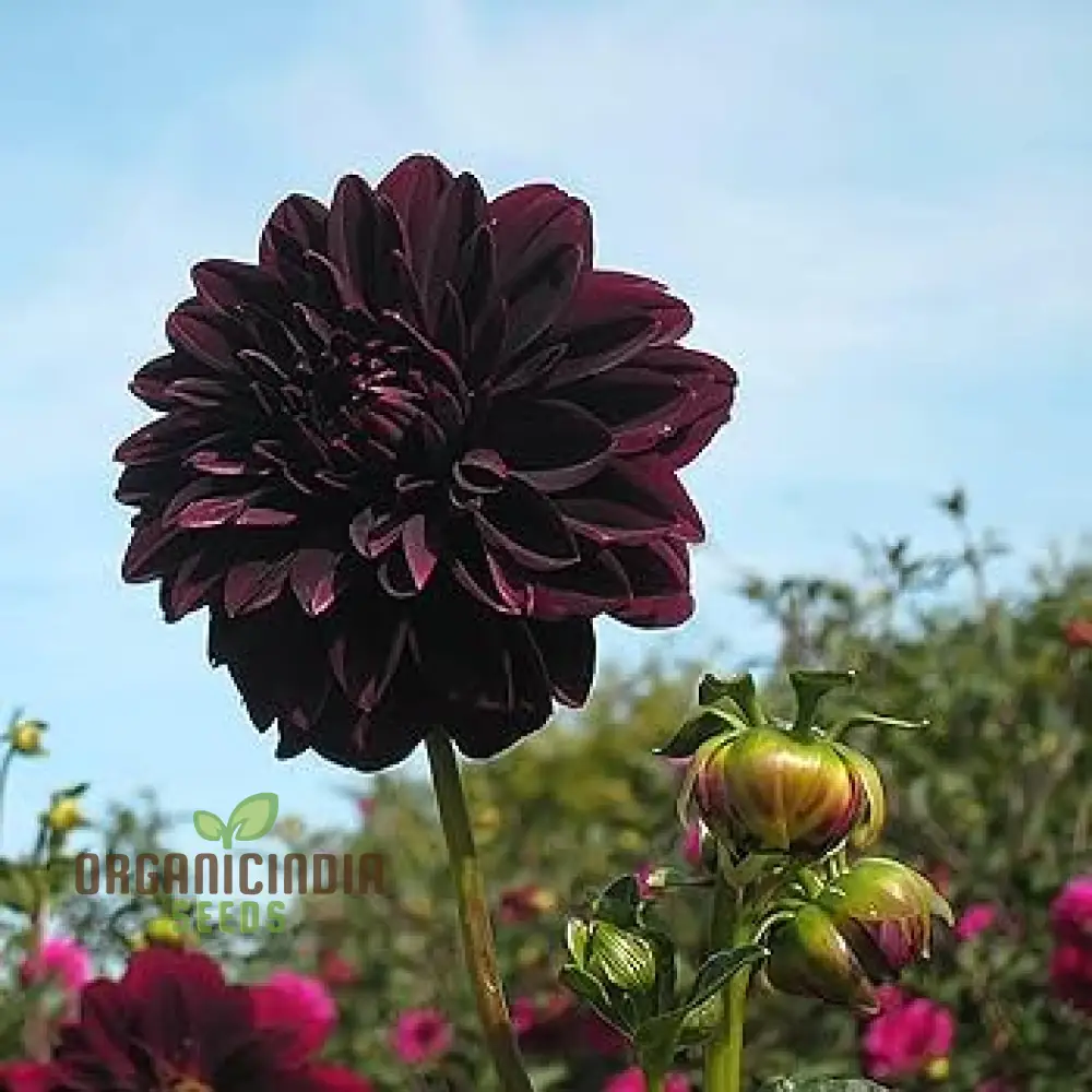 Dahlia Flower Seeds to Plant Outside - Image 4