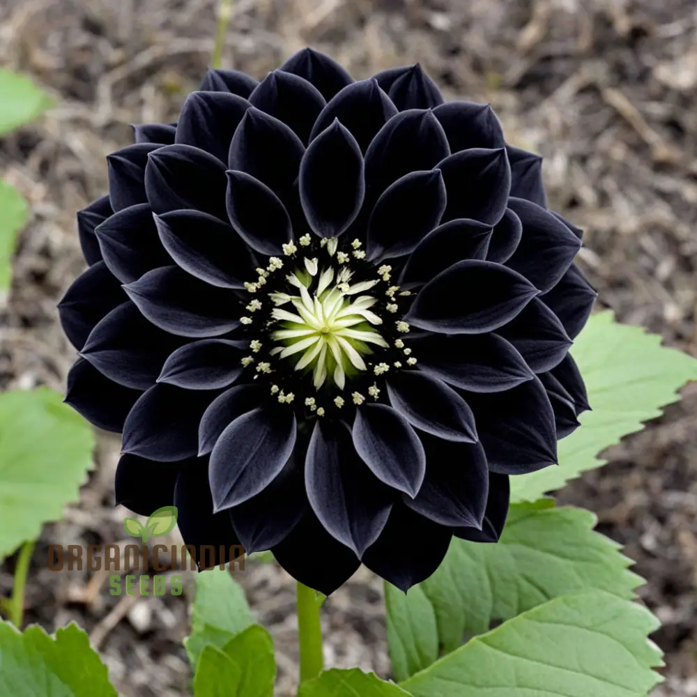 Dahlia Flower Seeds to Plant Outside - Image 5