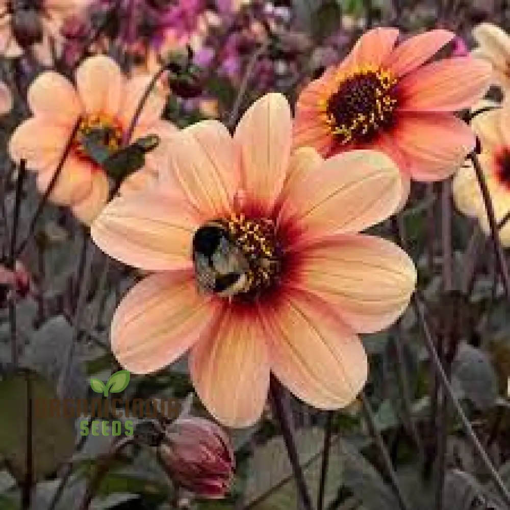 Dahlia Happy Single Kiss 3lt Potted Plant for Stunning Garden Display - Perfect for Gardening Enthusiasts and Seed Collectors