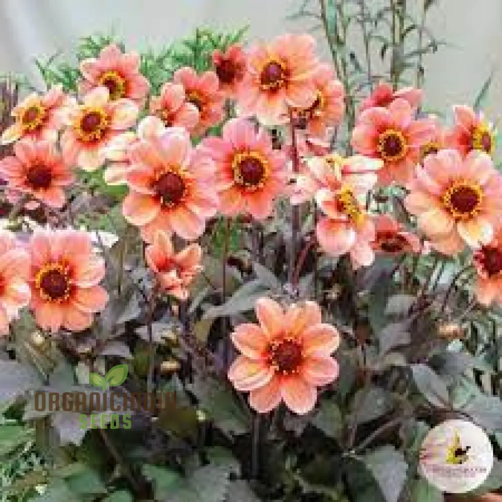 Dahlia Happy Single Kiss 3lt Potted Plant for Stunning Garden Display - Perfect for Gardening Enthusiasts and Seed Collectors - Image 3