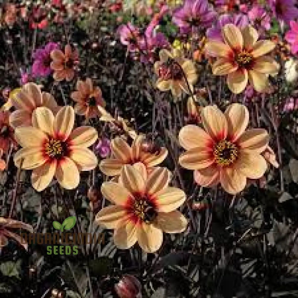 Dahlia Happy Single Kiss 3lt Potted Plant for Stunning Garden Display - Perfect for Gardening Enthusiasts and Seed Collectors - Image 4