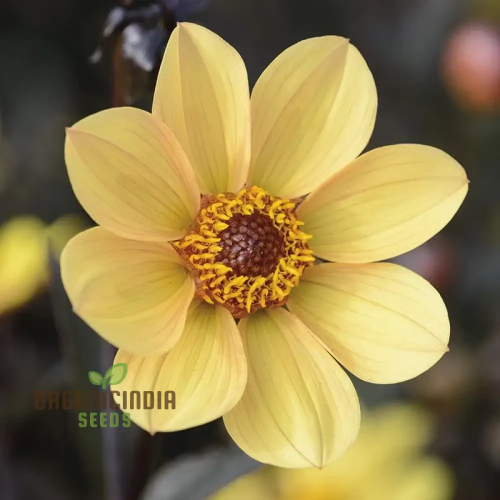 Dahlia Happy Single Party Flower Seeds For Planting, Bright and Cheerful Dahlia Seeds for a Vibrant Garden Celebration