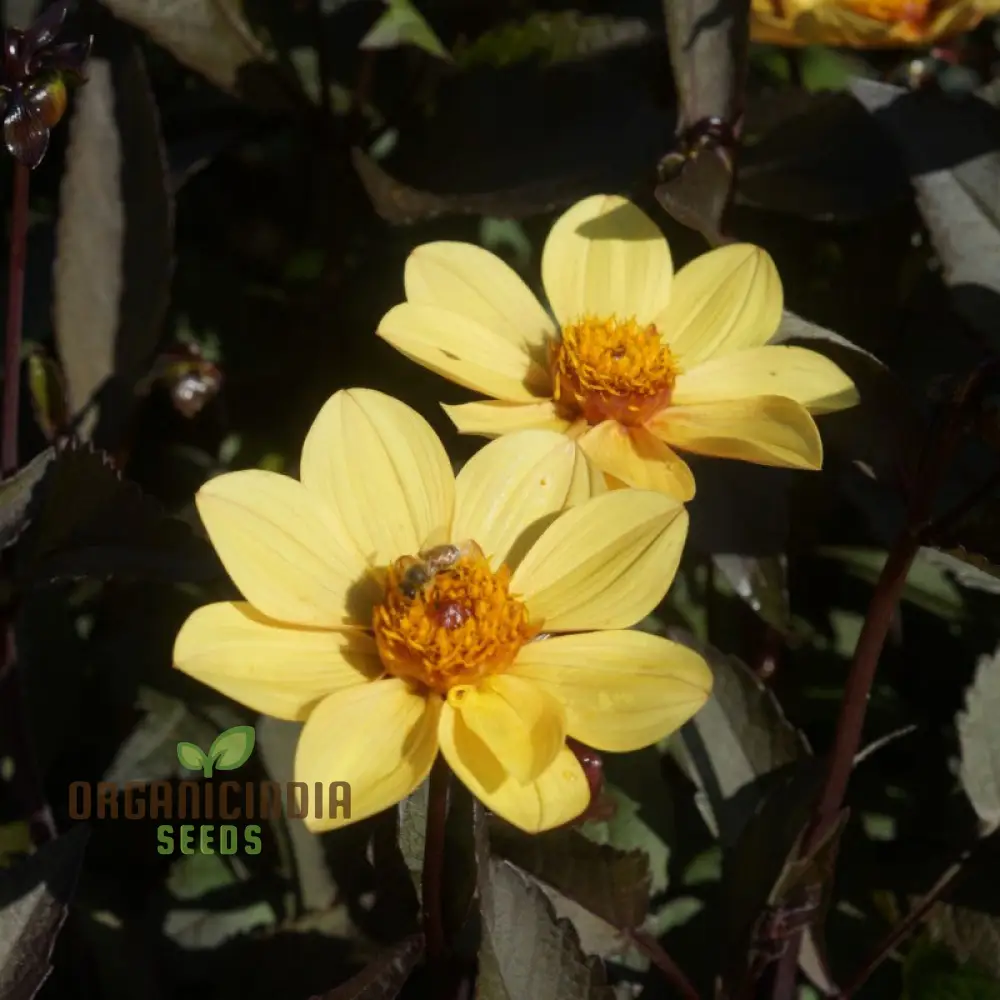 Dahlia Happy Single Party Flower Seeds For Planting, Bright and Cheerful Dahlia Seeds for a Vibrant Garden Celebration - Image 3