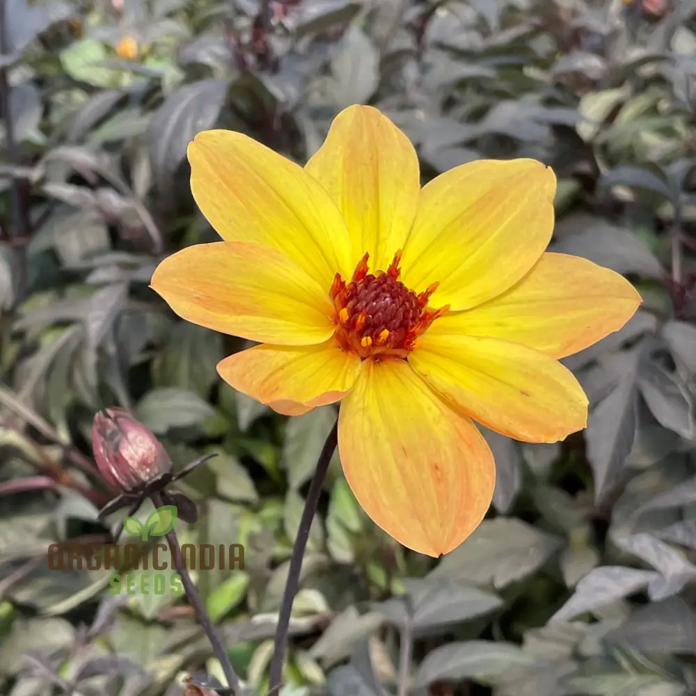 Dahlia Happy Single Party Flower Seeds For Planting, Bright and Cheerful Dahlia Seeds for a Vibrant Garden Celebration - Image 4
