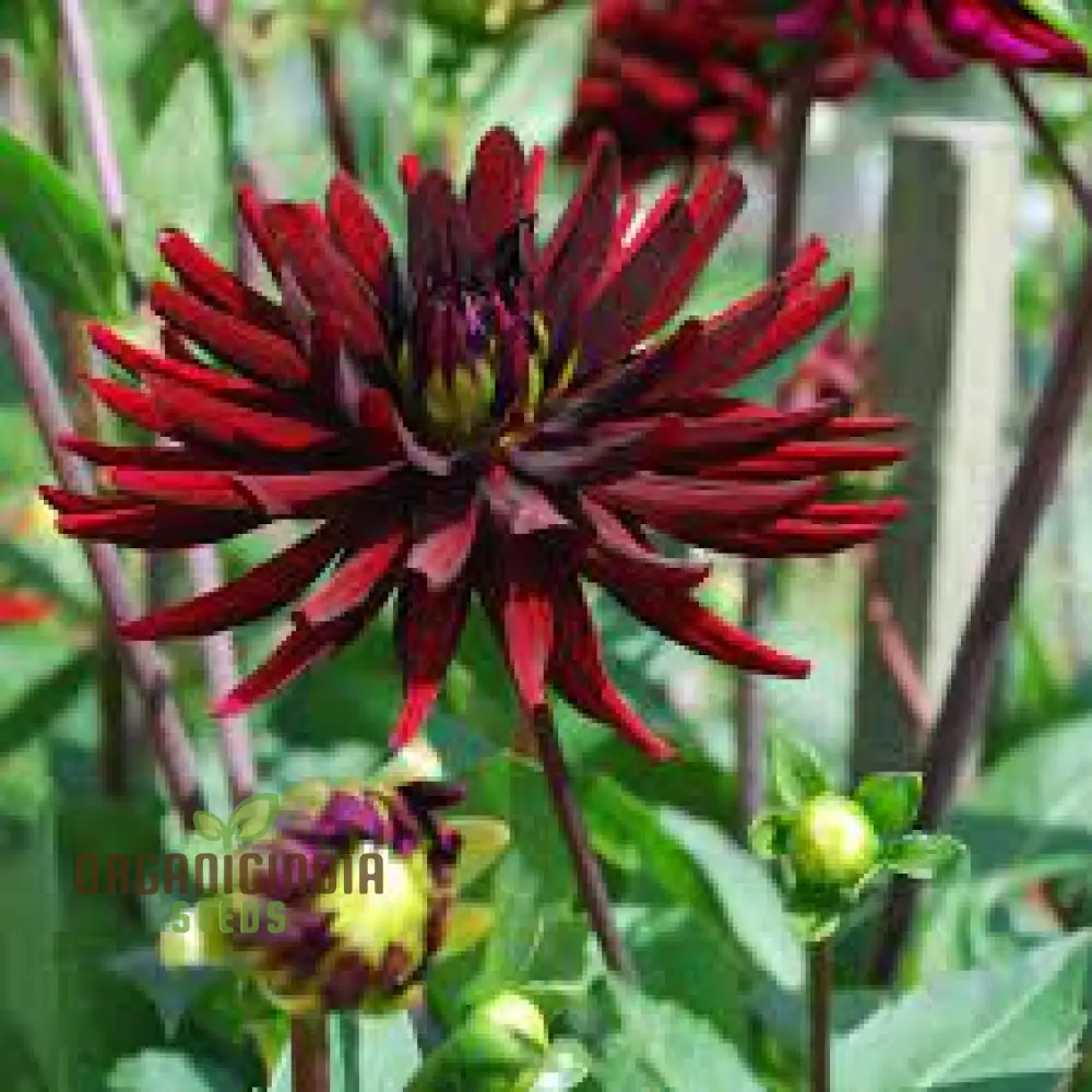 Dahlia Nuit d'Ete 3lt Potted Plant - Premium Quality for Gardening Enthusiasts - Ideal for Seeds and Garden Beautification