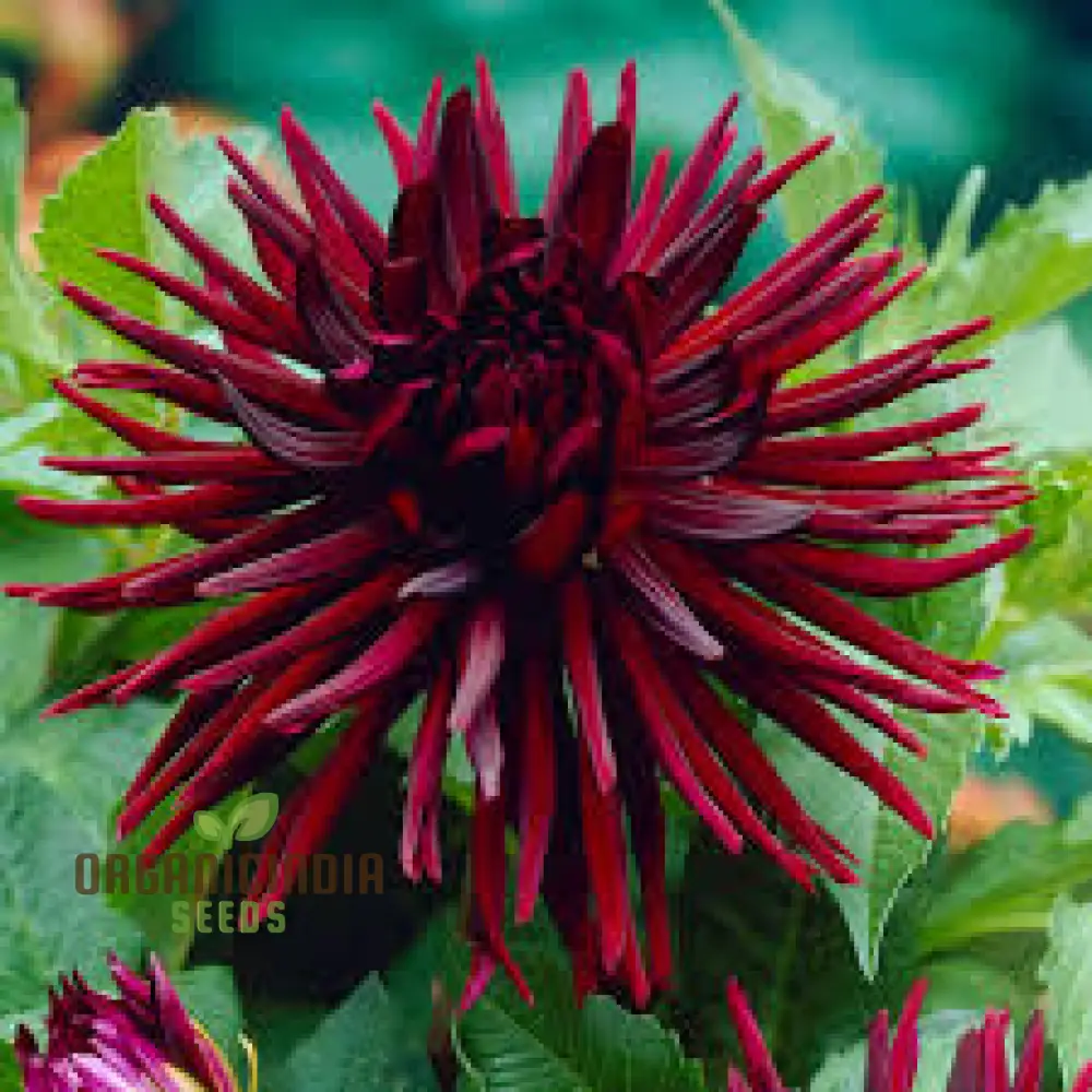 Dahlia Nuit d'Ete 3lt Potted Plant - Premium Quality for Gardening Enthusiasts - Ideal for Seeds and Garden Beautification - Image 3