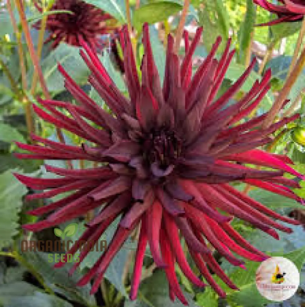 Dahlia Nuit d'Ete 3lt Potted Plant - Premium Quality for Gardening Enthusiasts - Ideal for Seeds and Garden Beautification - Image 4