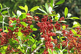 Dahoon Holly (Ilex cassine) – Elegant Evergreen Tree with Bright Red Berries - Image 2