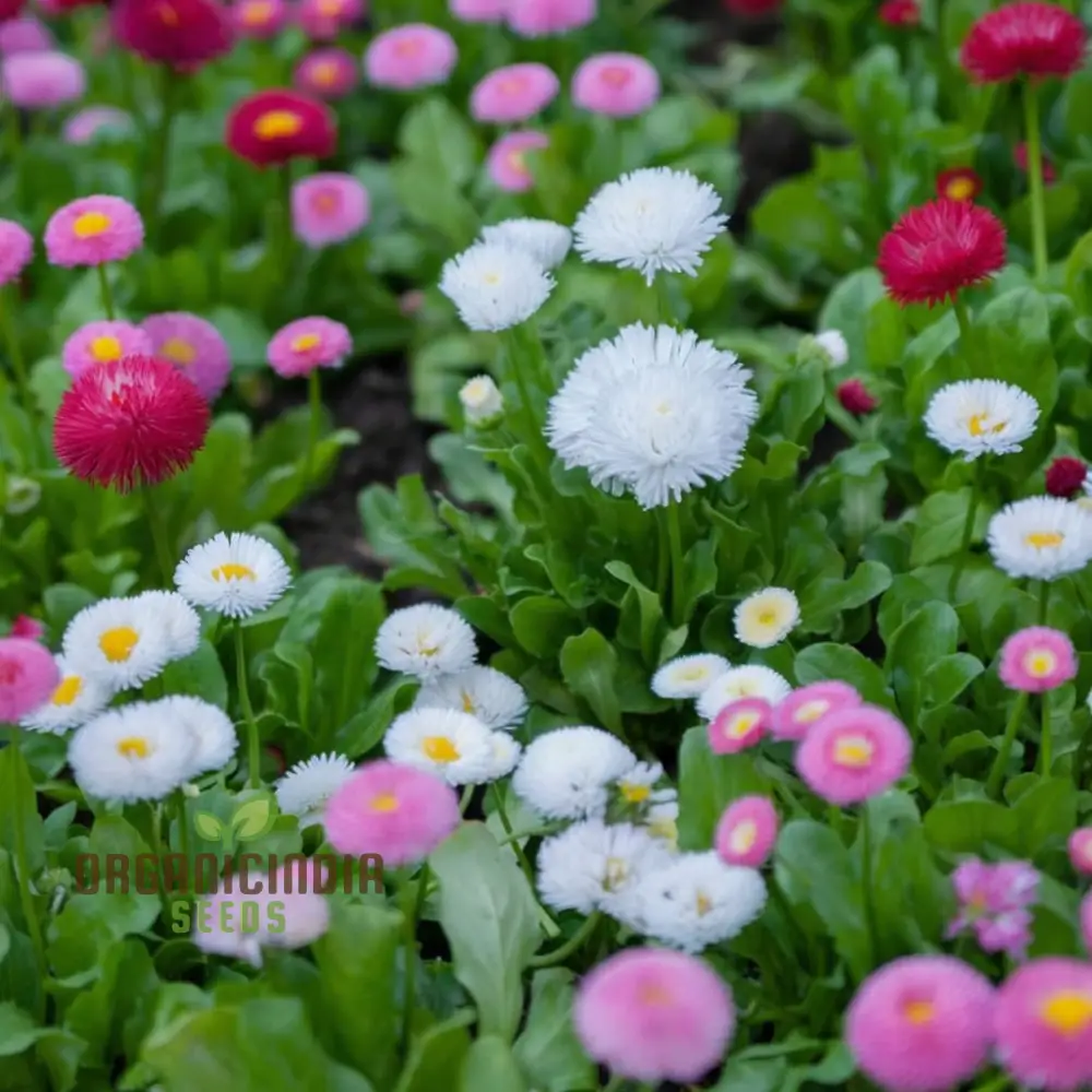 Daisy Double Flowered Mixed Seeds – Premium Colorful Garden Variety